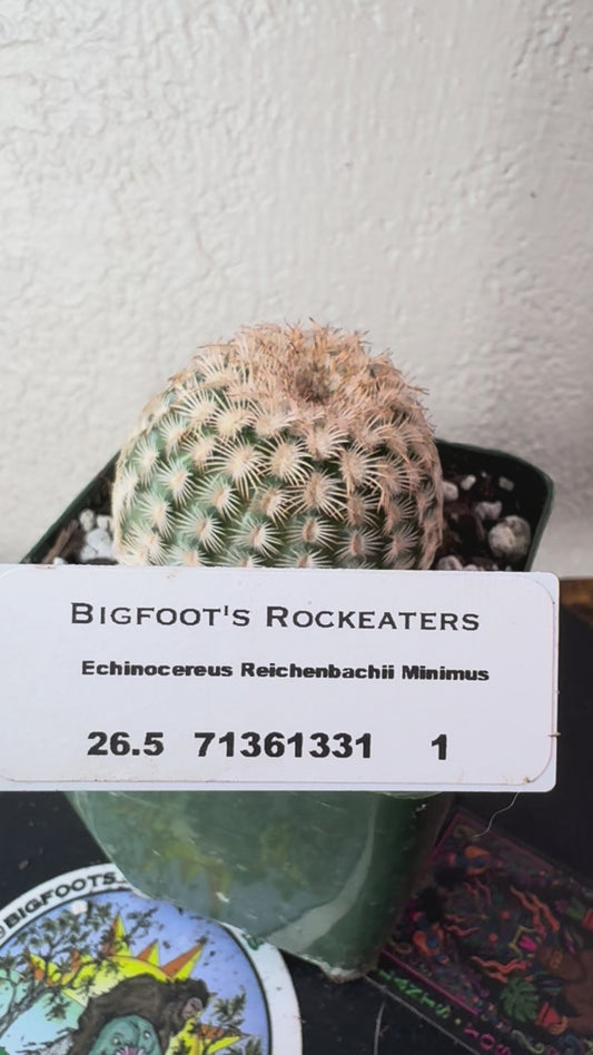 🌵 Echinocereus reichenbachii ‘Minimus’ (Mini Lace Cactus) 2