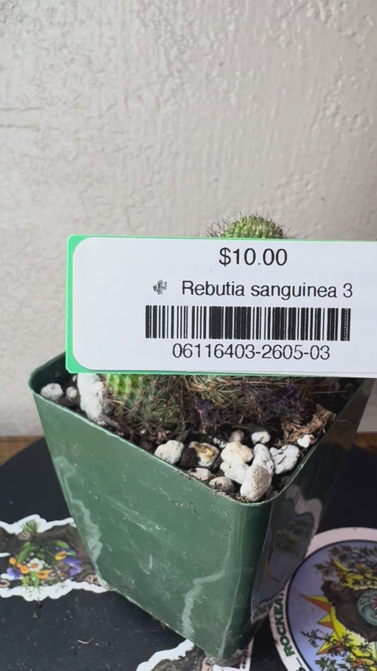 🌵 Rebutia sanguinea 3