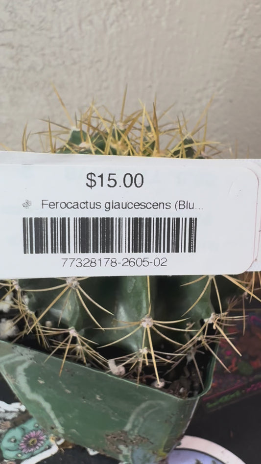 🌵 Ferocactus glaucescens (Blue Barrel Cactus) 2