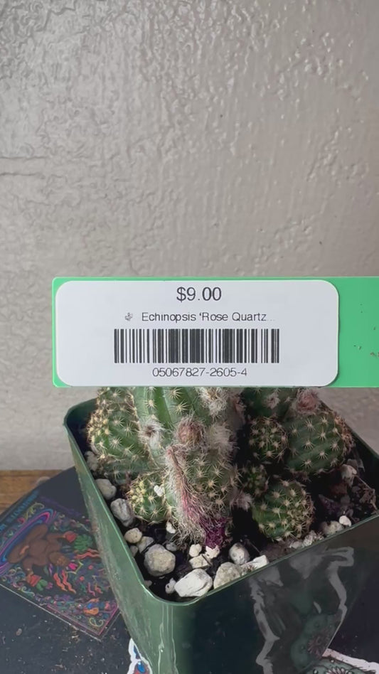 🌵 Echinopsis ‘Rose Quartz’ (Echinopsis hybrid) 4