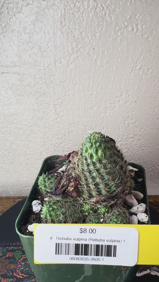 🌵 Rebutia vulpina (Rebutia vulpina) 1