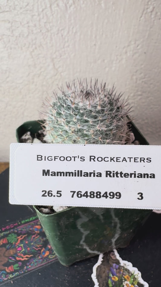 🌵 Mammillaria ritteriana 3