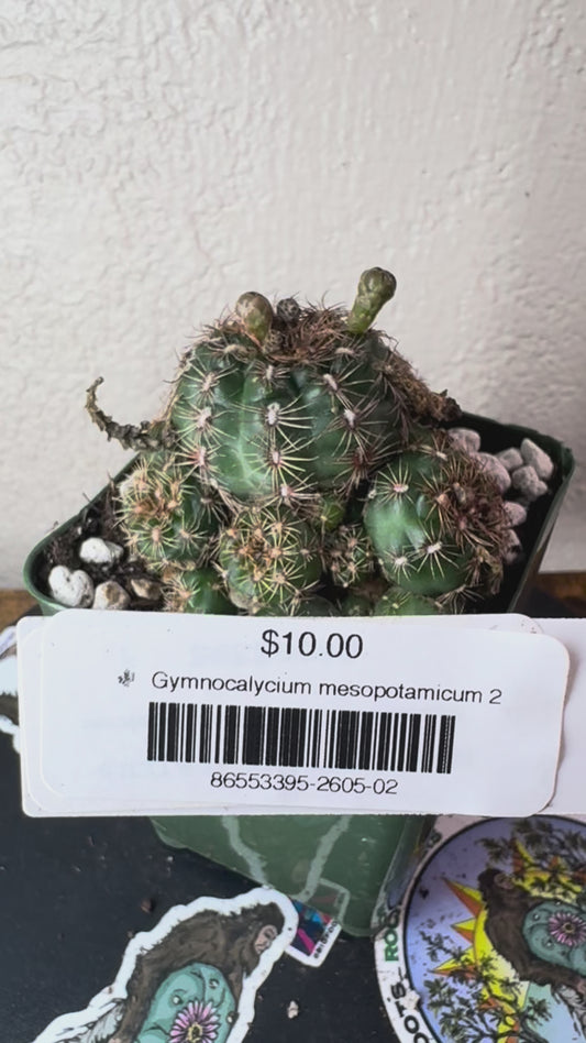 🌵 Gymnocalycium mesopotamicum 2