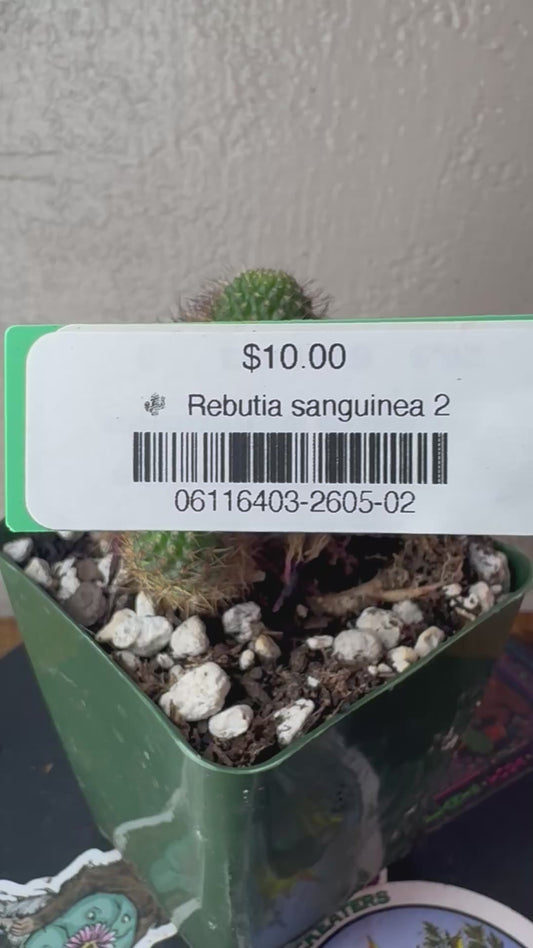 🌵 Rebutia sanguinea 2